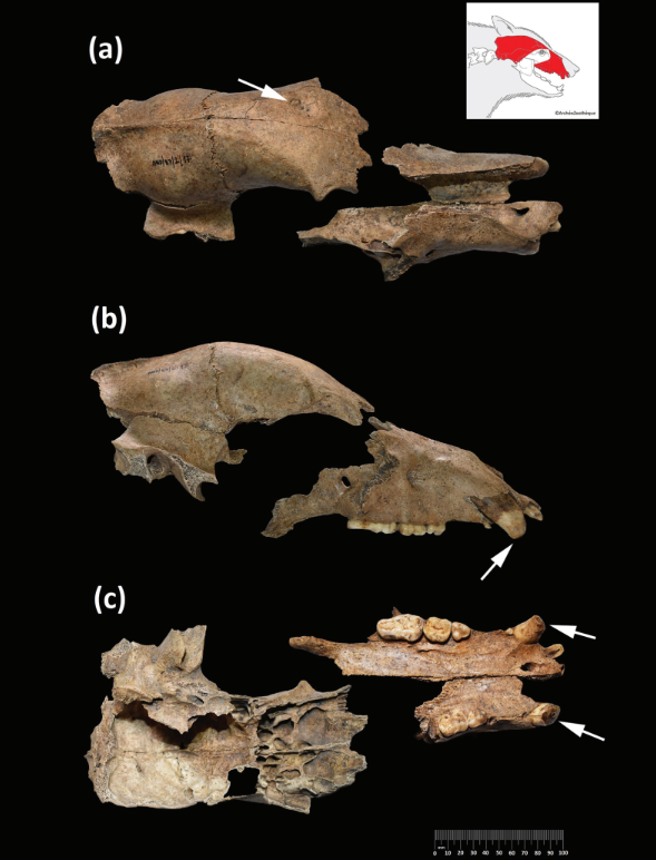 A complete version of the surviving parts of the skull, with the injury and the warn teeth arrowed.